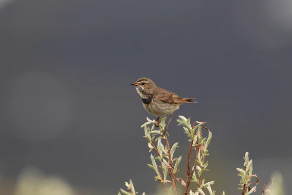 Blue Ethroat Luscinia Svecica — 图库照片