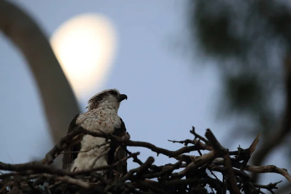 Osprey Pandion Haliaetus Sitting Nest Moonlight Queensland Australia — Stock Photo, Image