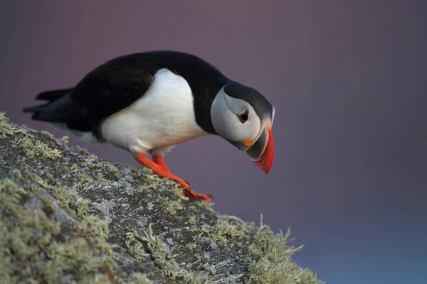 Atlantic Puffin Common Puffin Fratercula Arctica Norway — стоковое фото