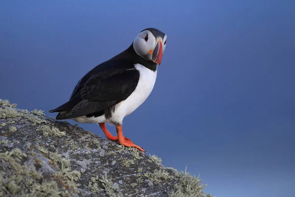 Atlantic Puffin Common Puffin Fratercula Arp Org Norway — 图库照片