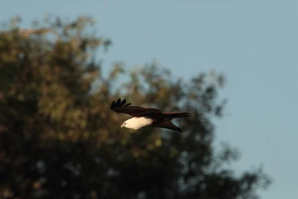 Brahminy Kite Haliastur Indus Hábitat Natural Queensland Australia — Foto de Stock