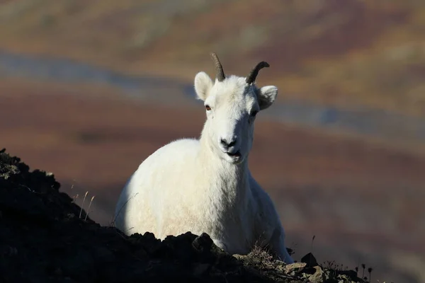 ドールの羊の目 Ovis Dalli アラスカ州デナリ国立公園 — ストック写真