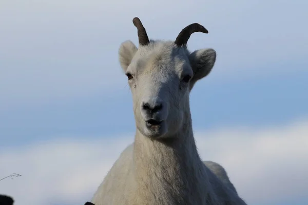 Dall Sheep Ewe Ovis Dalli Denali National Park Alaska — 图库照片