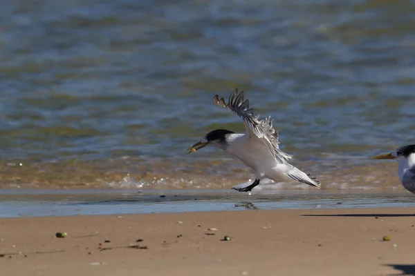 Sterne Aigrettes Thalasseus Bergii Velox Sterna Bergii Noosa Heads Queensland — Photo