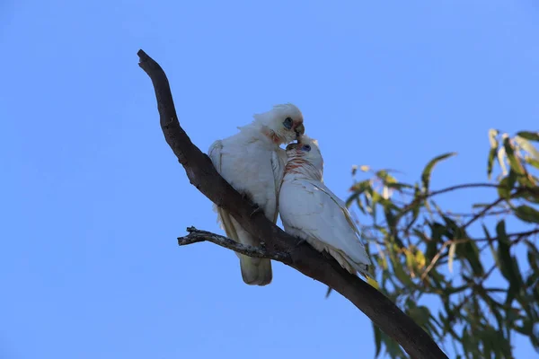 Какатуа Сангвинея Белый Какаду Дикой Природе Городском Парке Квинсленде Австралийский — стоковое фото
