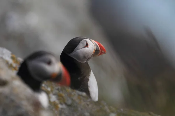 Puffin Atlantycki Lub Puffin Pospolity Fratercula Arctica Norwegia — Zdjęcie stockowe