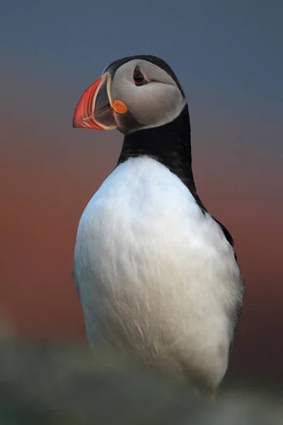 Puffin Atlântico Puffin Comum Fratercula Arctica Noruega — Fotografia de Stock