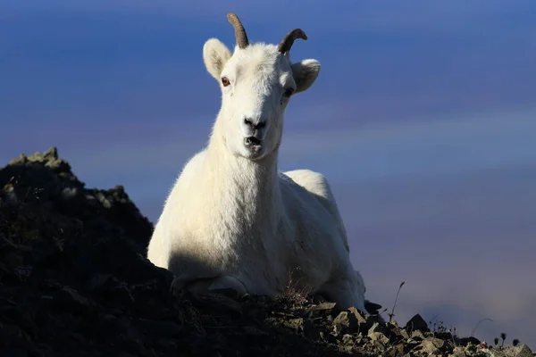 Dalls Sheep Ewe Ovis Dalli Denali National Park Alaska — 스톡 사진