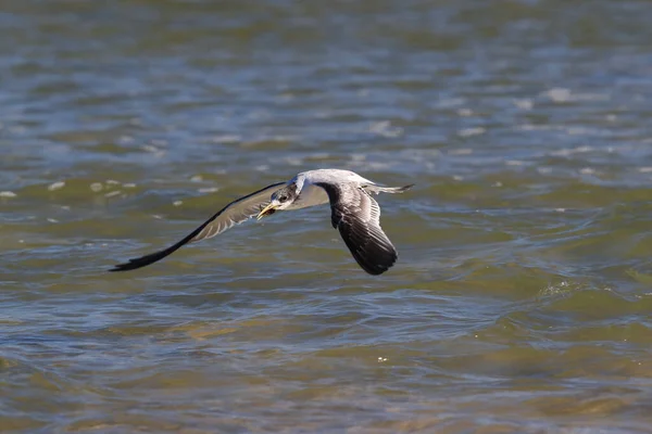 Sterne Aigrettes Thalasseus Bergii Velox Sterna Bergii Noosa Heads Queensland — Photo