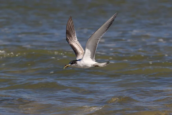 Grotere Kuifstern Thalasseus Bergii Velox Sterna Bergii Noosa Heads Queensland — Stockfoto