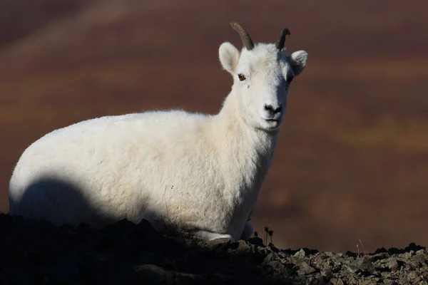 ドールの羊の目 Ovis Dalli アラスカ州デナリ国立公園 — ストック写真