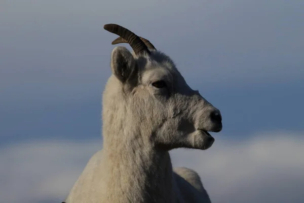 Dalls Sheep Ewe Ovis Dalli Denali National Park Alaska — 스톡 사진