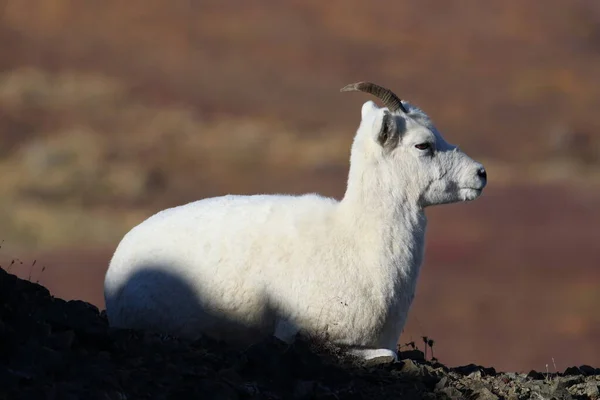 Dalls Sheep Ewe Ovis Dalli Denali National Park Alaska — 스톡 사진