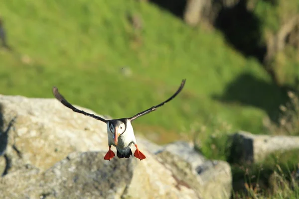 Atlantic Puffin Common Puffin Fratercula Arctica Norway — стоковое фото