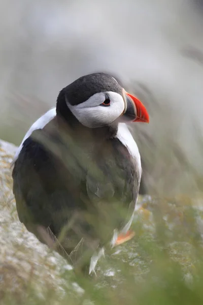 Atlantic Puffin Common Puffin Fratercula Arctica Norway — Stock Photo, Image