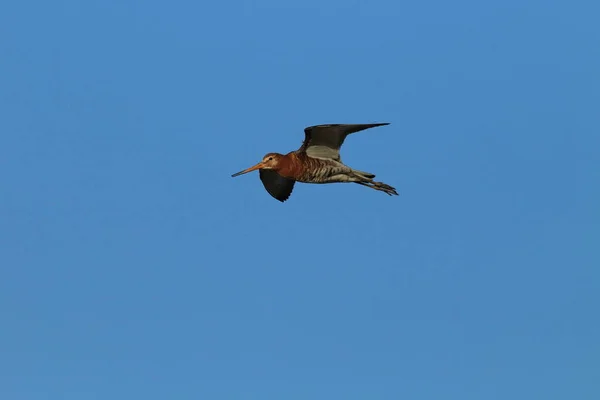 Siyah Kuyruklu Mankafa Limosa Limoza Zlanda — Stok fotoğraf