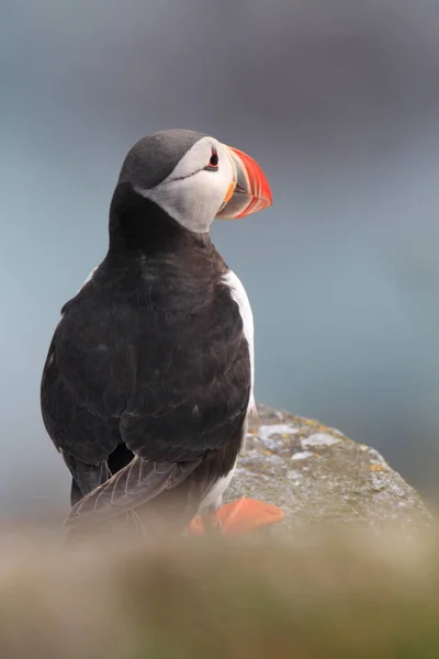 Atlantic Puffin Common Puffin Fratercula Arctica Norway — Stock Photo, Image