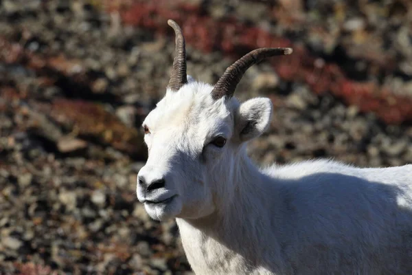 Dall Sheep Ewe Ovis Dalli Denali National Park Alaska — Stock Photo, Image
