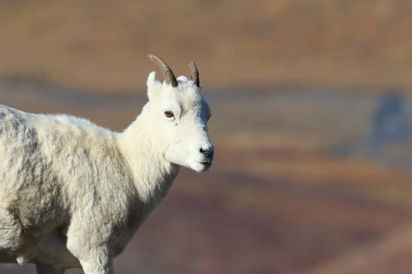 ドールの羊の目 Ovis Dalli アラスカ州デナリ国立公園 — ストック写真