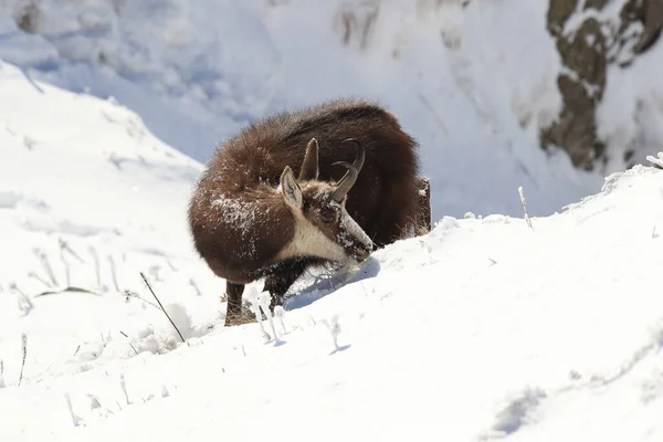 Chamois Rupicapra Rupicapra Στα Βουνά Vosges Του Χειμώνα Γαλλία — Φωτογραφία Αρχείου