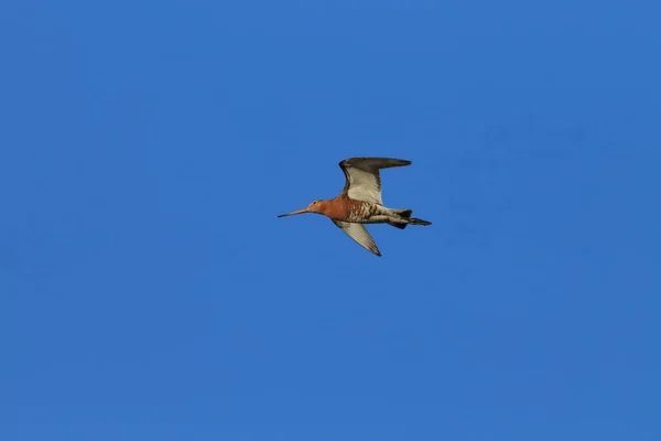 Siyah Kuyruklu Mankafa Limosa Limoza Zlanda — Stok fotoğraf