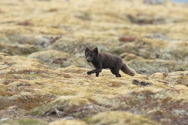 Arctic Fox Vulpes Lagopus Schattig Dierenportret Natuur Habitat Grasweide Ijsland — Stockfoto