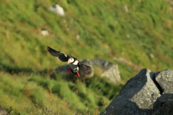 Atlantic Puffin Common Puffin Fratercula Arctica Norway — стоковое фото