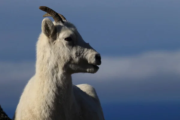 Dalls Sheep Ewe Ovis Dalli Denali National Park Alaska — 스톡 사진