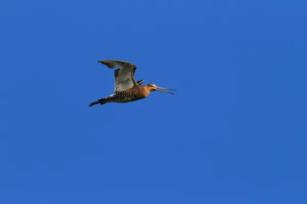 Pícaro Cola Negra Limosa Limosa Islandia — Foto de Stock