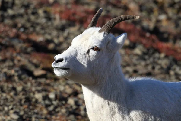 Dalls Sheep Ewe Ovis Dalli Denali National Park Alaska — 스톡 사진