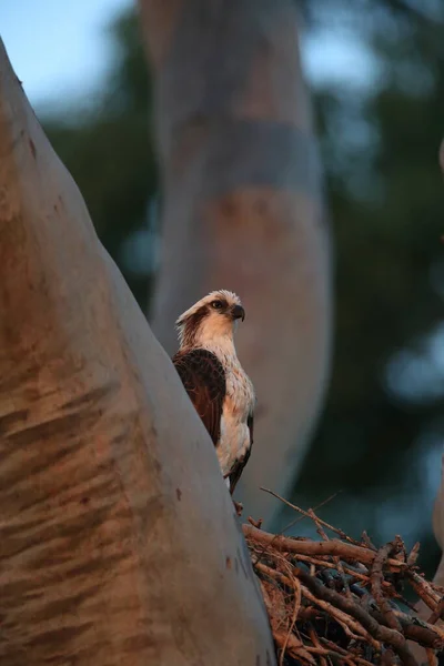 オーストラリアのクイーンズランド州の最後の夜の光で巣の中に座っているオスプレイ Pandion Haliaetus — ストック写真