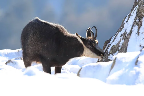 stock image Chamois (Rupicapra rupicapra) in the winter Vosges Mountains, France