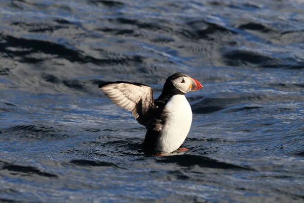 Atlantic Puffin Common Puffin Fratercula Arctica Norway — стоковое фото