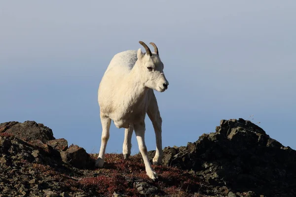 Овца Далла Овис Далли Национальный Парк Денали Аляска — стоковое фото