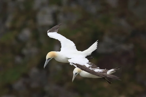 Northern Gannet Morus Bassanus Island Runde Norway — стокове фото