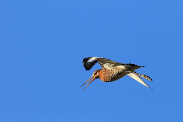 Siyah Kuyruklu Mankafa Limosa Limoza Zlanda — Stok fotoğraf