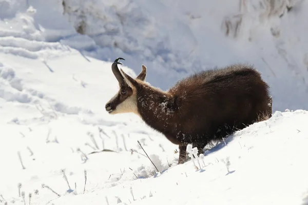 Chamois Rupicapra Rupicapra Kışın Vosges Dağları Fransa — Stok fotoğraf