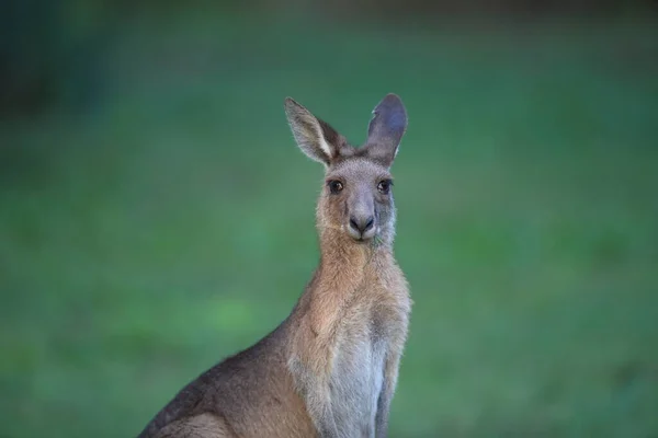 Canguru Cinzento Oriental Macropus Giganteus Pela Manhã Ingestão Alimentos Habitat — Fotografia de Stock