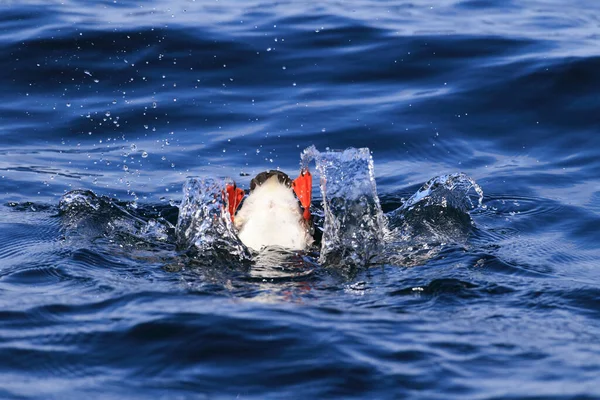 Atlantic Puffin Common Puffin Fratercula Arp Org Norway — 图库照片