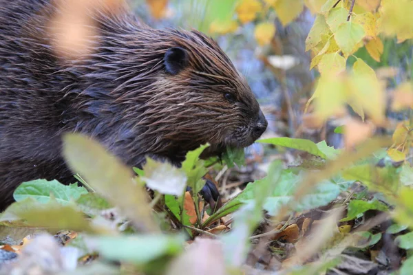 Castor Amérique Nord Castor Canadensis Mangeant Alaska Usa — Photo