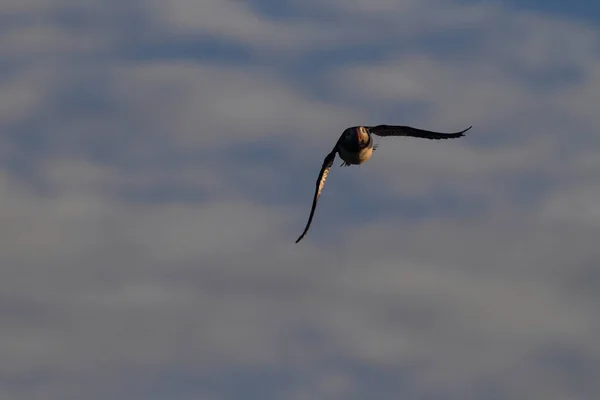 Puffin Atlántico Puffin Común Fratercula Arctica Noruega — Foto de Stock