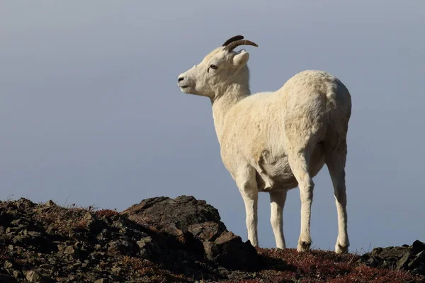 Dalls Sheep Ewe Ovis Dalli Denali National Park Alaska — 스톡 사진