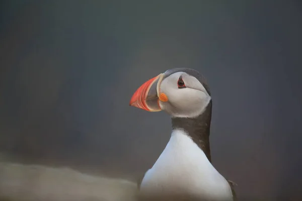 Puffin Atlântico Puffin Comum Fratercula Arctica Noruega — Fotografia de Stock