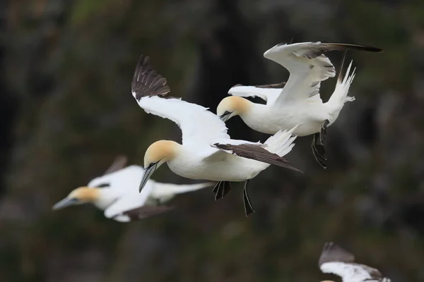 Ilha Gannet Norte Morus Bassanus Runde Noruega — Fotografia de Stock