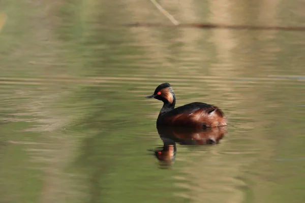 Black Necked Grebe Podiceps Nigricollis Baden Wuerttemberg Alemanha — Fotografia de Stock