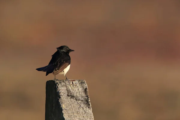 Willie Wagtail Rhipidura Leucophrys Australia — Stock Photo, Image