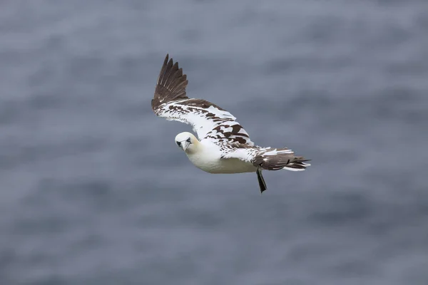 Gannet Septentrional Morus Bassanus Runde Noruega — Foto de Stock