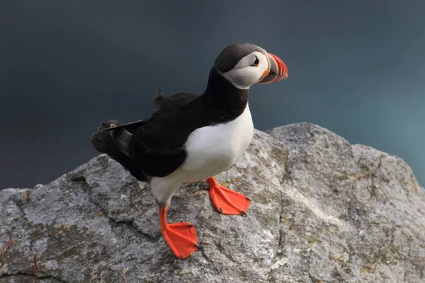 Atlantic Puffin Common Puffin Fratercula Arctica Norway — Stock Photo, Image