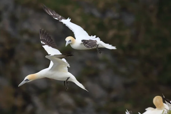 Nördliche Gannet Morus Bassanus Insel Runde Norwegen — Stockfoto