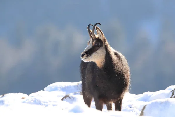 Chamois Rupicapra Rupicapra Kışın Vosges Dağları Fransa — Stok fotoğraf